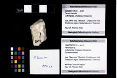Foto (Objekt + Etikett) von Pithonoton sp.  (NHMW-GEO-1990-0041-2610)
